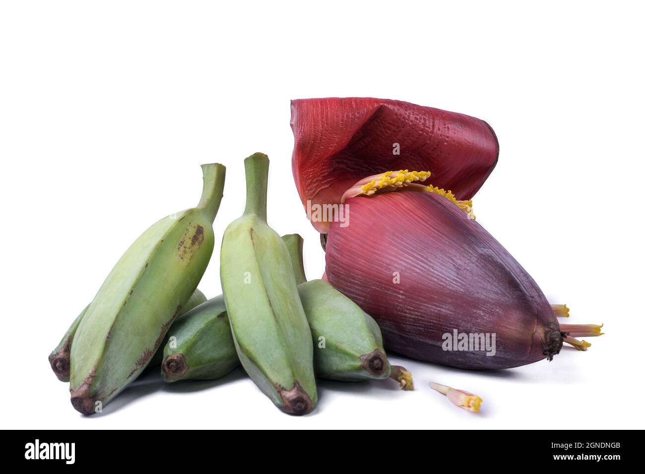 le piantane di cenere o la banana grezza verde con il fiore della banana anche conosciuto come fiore della banana, le verdure isolate su sfondo bianco, vista del primo piano Foto Stock