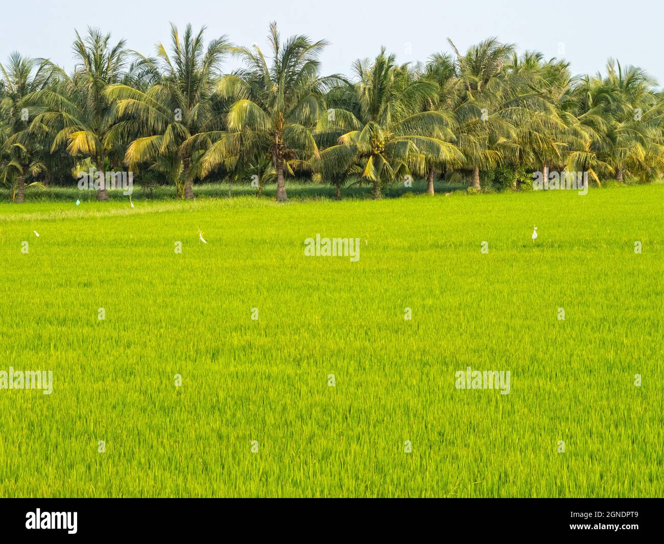 Lussureggiante risaia verde nel delta del fiume Mekong - tra Vinh, Vietnam Foto Stock