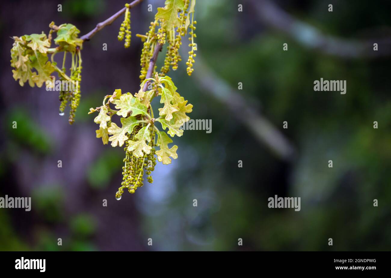 Foglie di quercia emergenti di recente. La quercia simboleggia forza, rango, longevità, speranza. Queste foglie sono uniche e ricche di forme e di fascino interessanti Foto Stock
