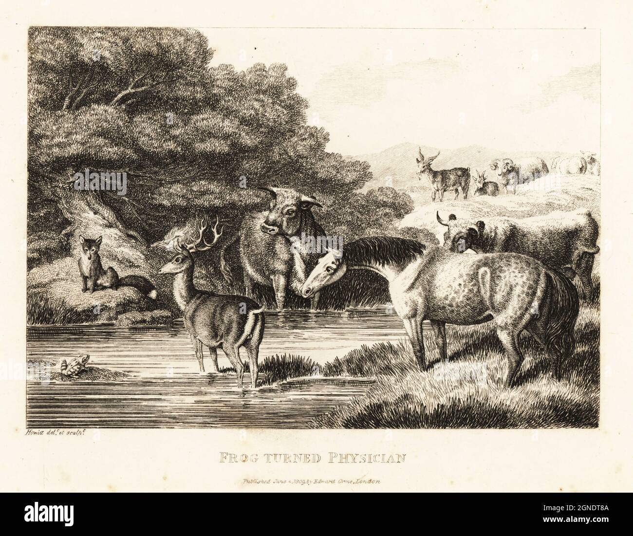 Una volpe chiama fuori un brandiere di quack. Un cavallo, un cavallo, una mucca e altri animali osservano dalla riva del fiume. Rana girato medico. Illustrazione di una favola dell'autore greco Aesop. Incisione copperplate disegnata ed incisa dalla vita da Samuel Howitt dal suo proprio Una nuova opera di animali, principalmente disegnata dalle Favole di Aesop, Gay and Phaedrus, Edward Orme, Londra, 1811. Foto Stock