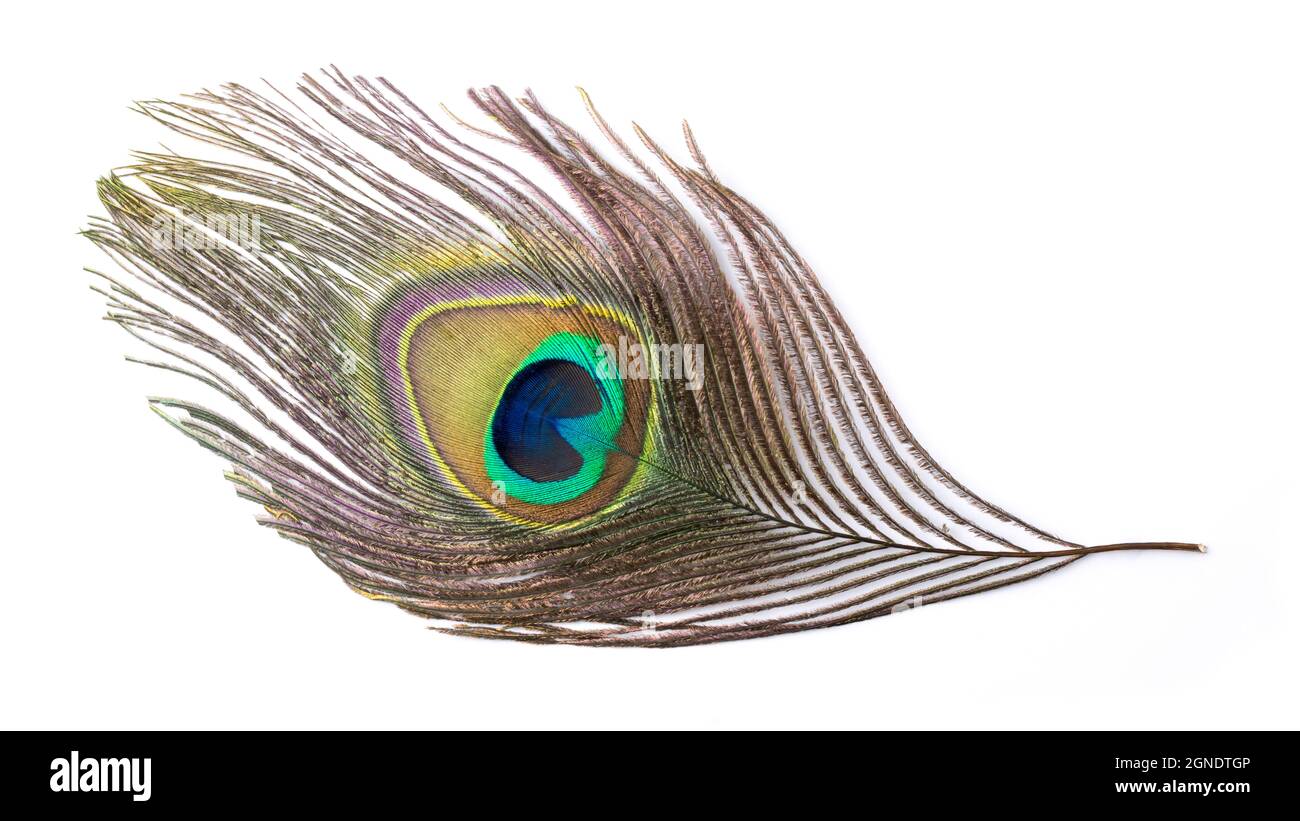 colorata piuma di pavone, isolata su sfondo bianco Foto Stock
