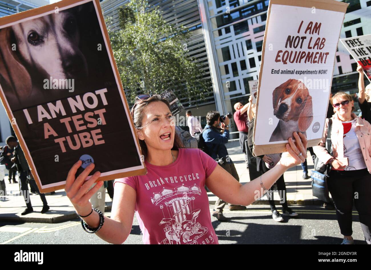 Londra, Regno Unito. 24 settembre 2021. Un manifestante tiene in su i segni anti vivisezione durante una protesta di Camp Beagle in Cambridgeshire fuori dell'ufficio domestico a Londra. Chiedono al governo di chiudere Beagle Breeder Marshal BioResources (MBR) acri e portare una fine alla vivisezione. I cuccioli provenienti da acri di MBR sono venduti in laboratori di analisi animali. Camp Beagle è un campo di protesta stradale. Gli attivisti si accamparanno fuori dalla fabbrica fino a quando non sarà chiusa e tutti gli aquile saranno liberati. Credit: SOPA Images Limited/Alamy Live News Foto Stock