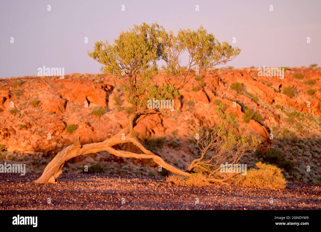 Vecchio albero di mallee piegato contro sabbia rossa e viola e roccia di un tramonto australiano dell'entroterra al Parco Nazionale Breakaways vicino a Coober Pedy al tramonto Foto Stock