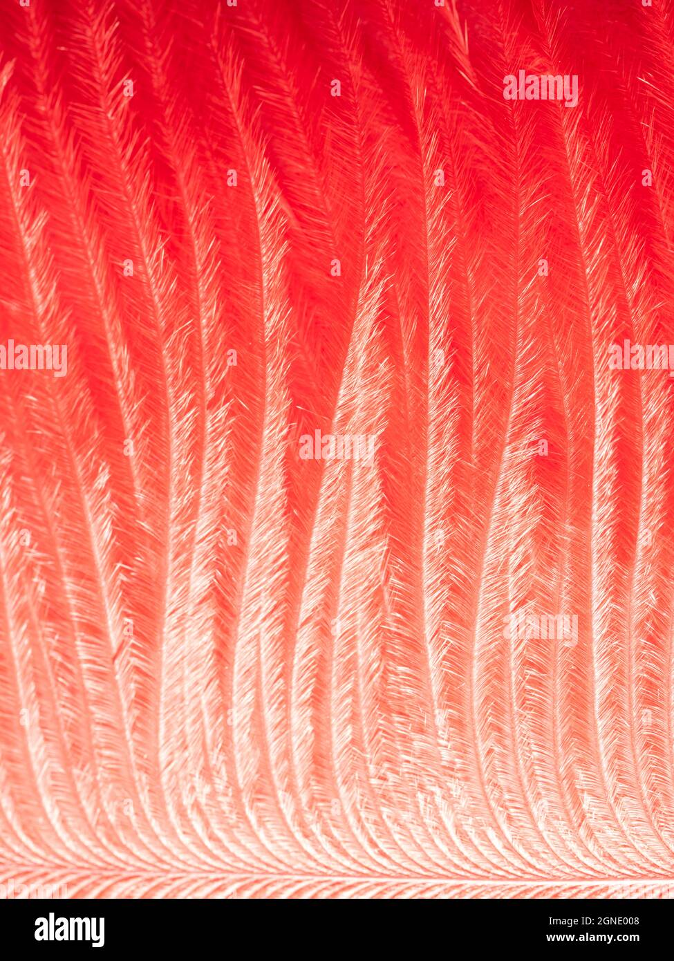 Fuoco rosso che brucia la piuma di phoenix. Sfondo di fiamma arancione brillante. Fiore lucido phoenix piuma texture Foto Stock