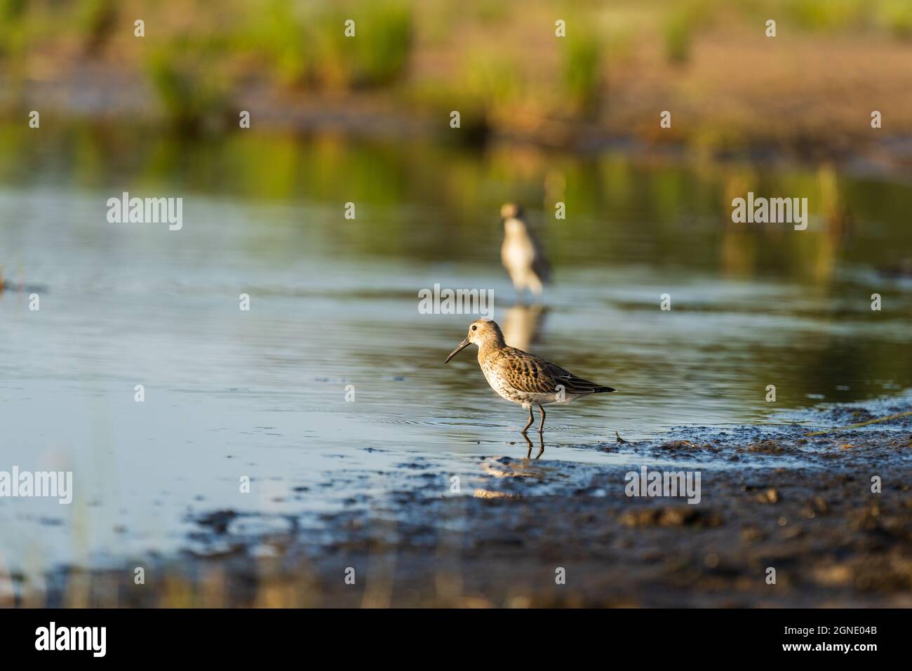 Sandpiper si nutre lungo le rive del Mar Baltico prima della migrazione autunno a sud Foto Stock