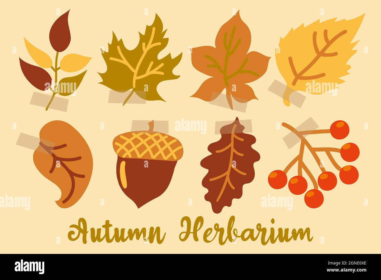 Erbario autunnale decorativo con foglie, un ramo di bacche e un acorno. Foglie d'autunno. Foglie di quercia, acero, frassino, betulla, rowan e tiglio Illustrazione Vettoriale
