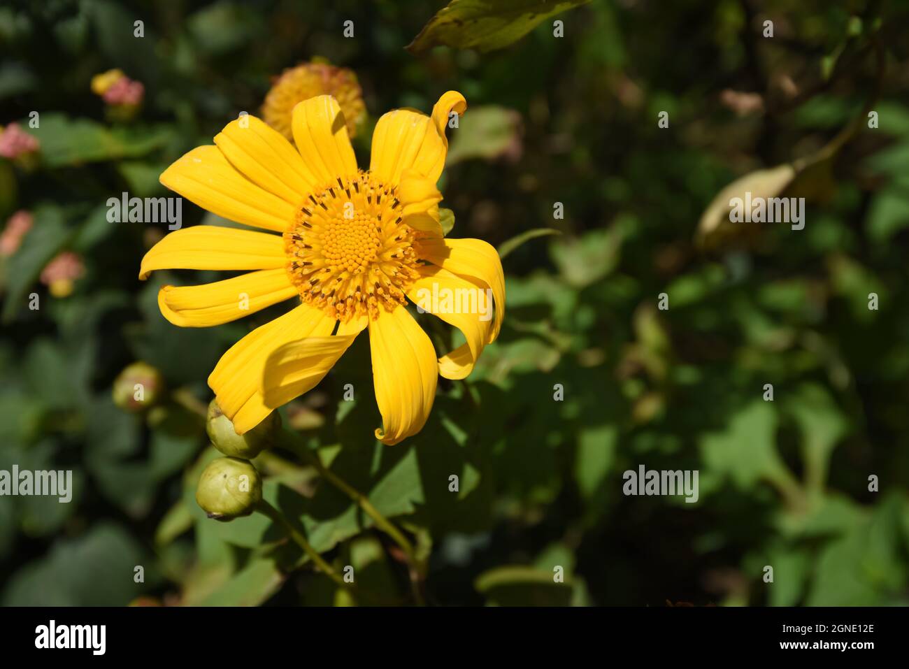 I girasoli selvatici fioriscono nella città di migliaia di fiori a da Lat, Viet Nam Foto Stock