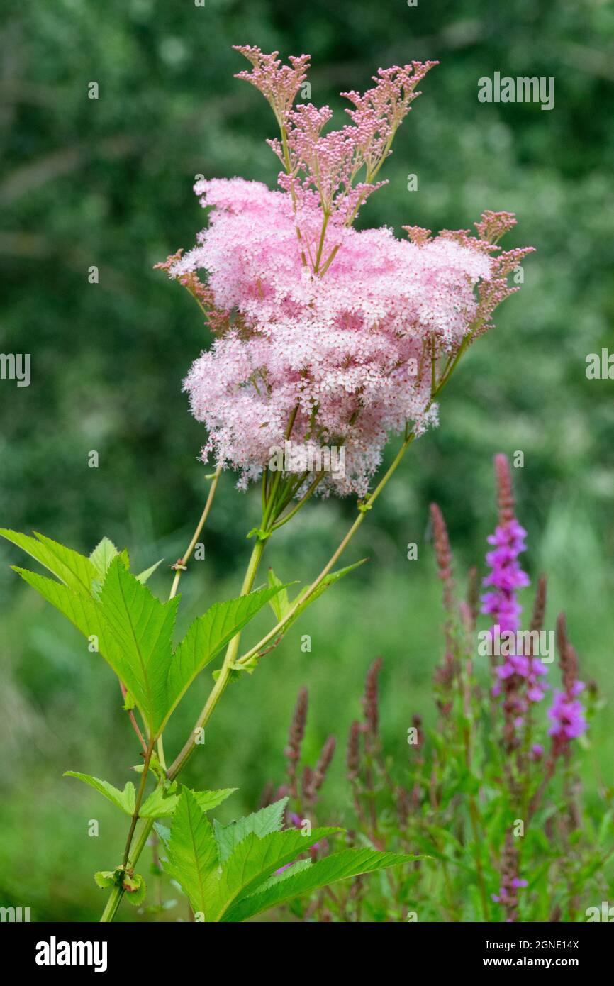 Filipendula rubra Venusta fiore Filipendula Venusta fioritura, Regina Rosa della Prairie Foto Stock