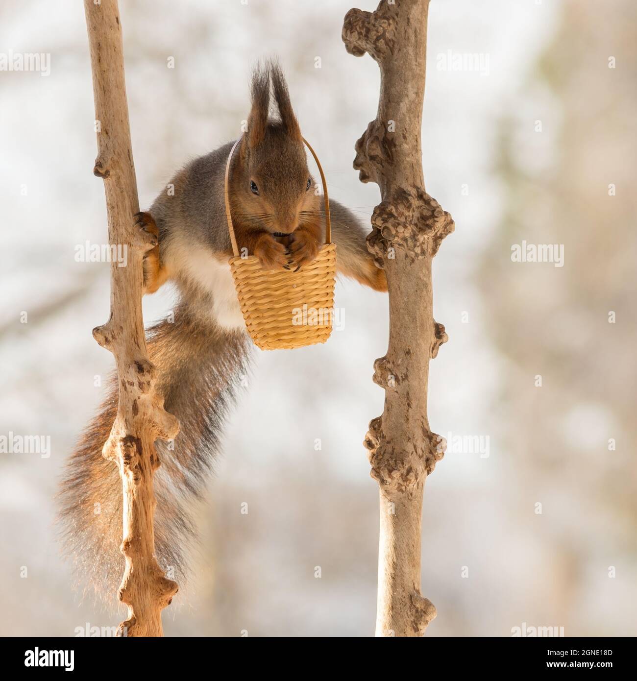 Close up di scoiattolo rosso in piedi tra due rami con un cestello intorno al collo Foto Stock