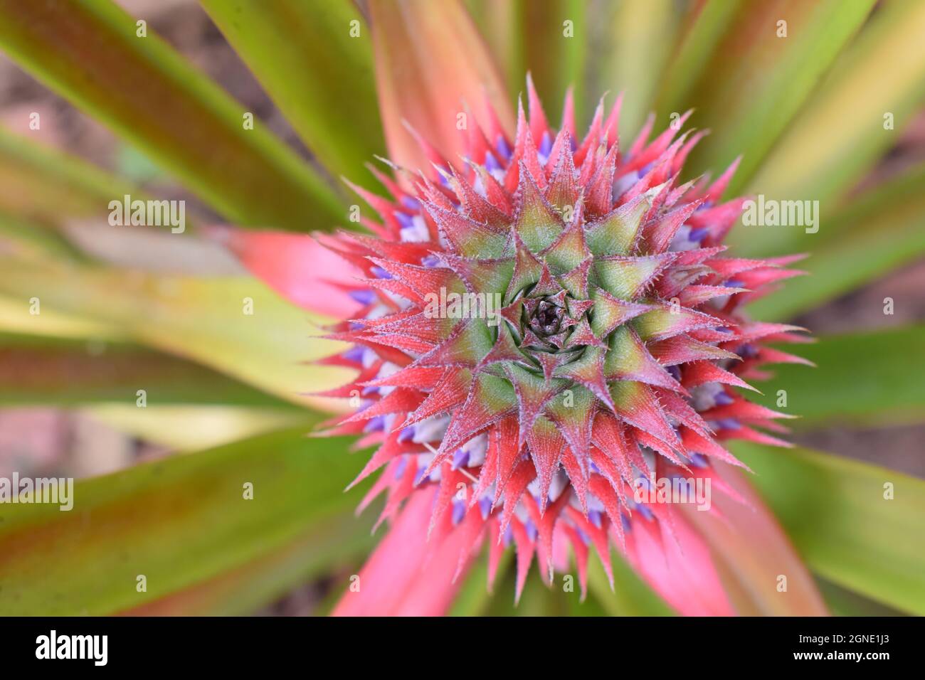 Fiore tropicale di ananas, relativo una creazione bella anche se ha un rasoio spine taglienti. Foto Stock
