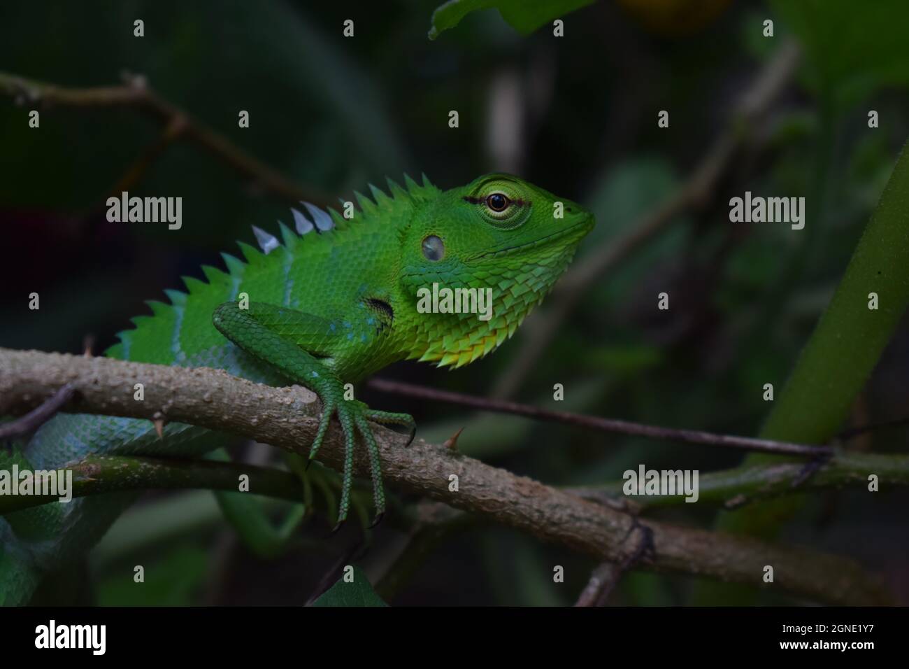 Il Green Garden Lizard si trova in Sri Lanka e in pochi paesi asiatici. La sua testa è relativamente grande e ha la capacità di cambiarne il colore . Foto Stock
