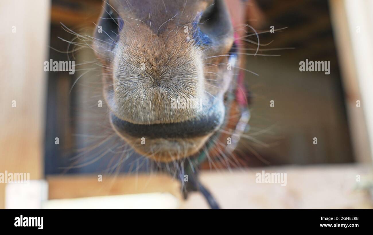 il fuoco è sul cavallo nella stalla dove il resto dell'immagine è sfocato. Foto di alta qualità Foto Stock