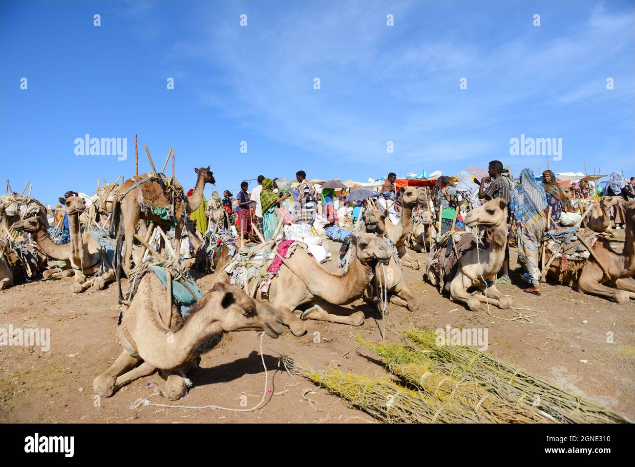 Cammelli al mercato settimanale a Bati, Etiopia. Foto Stock