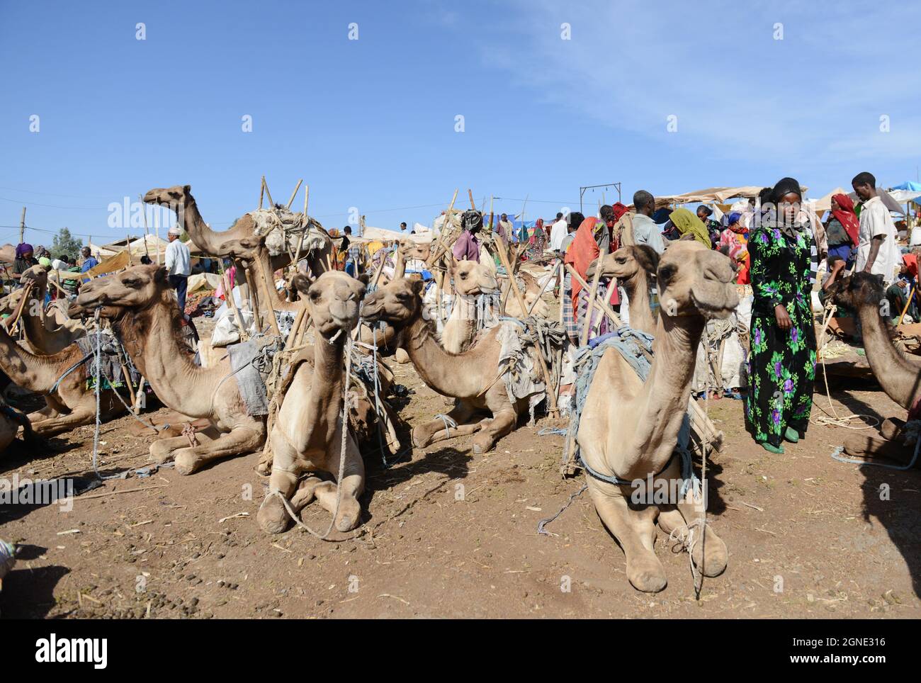 Cammelli al mercato settimanale a Bati, Etiopia. Foto Stock