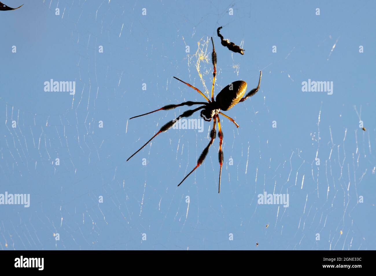 Sunlit Argiope aurantia Black and Yellow Garden Spider on web Foto Stock