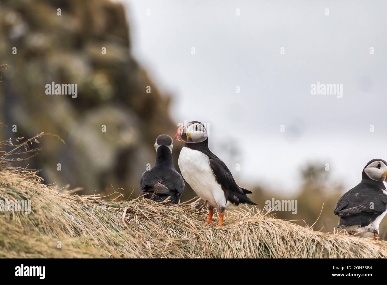 Uccello di puffin islandese nel loro habitat naturale lungo le scogliere presso la riva in Islanda Foto Stock