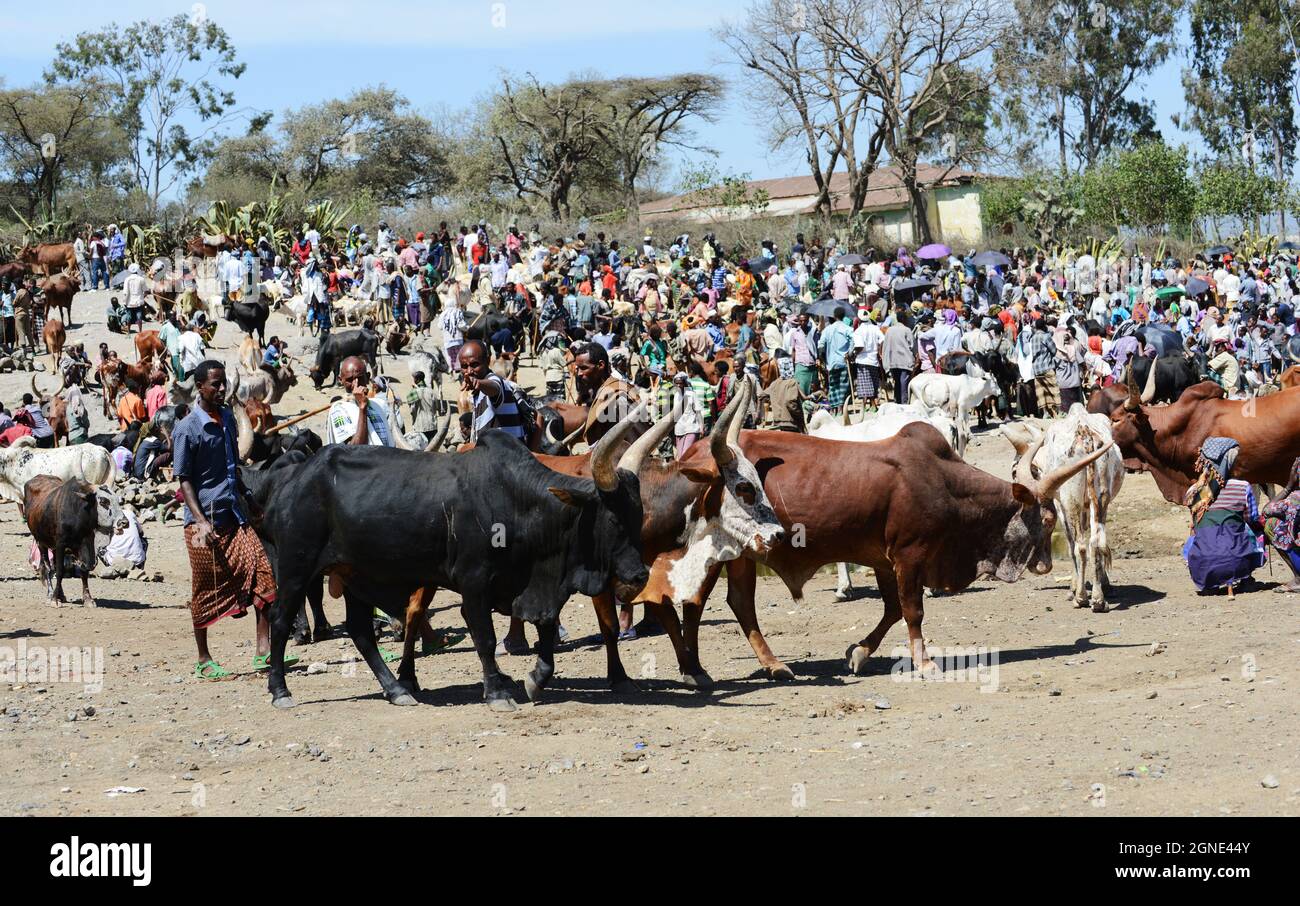 Il colorato mercato del bestiame al mercato settimanale a Bati, Etiopia. Foto Stock