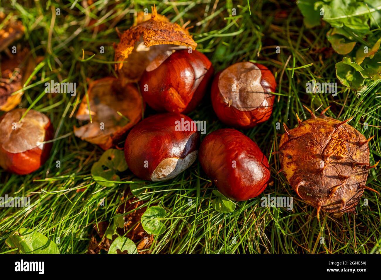 Castagne in una conchiglia aperta tra erba d'autunno e foglie cadute. Bellissimo macro autunno primo piano. Foto di alta qualità Foto Stock