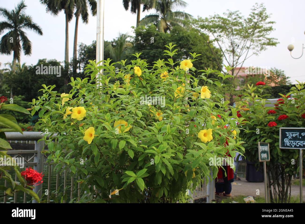 Ventre i fiori più famosi in Bangladesh Foto Stock