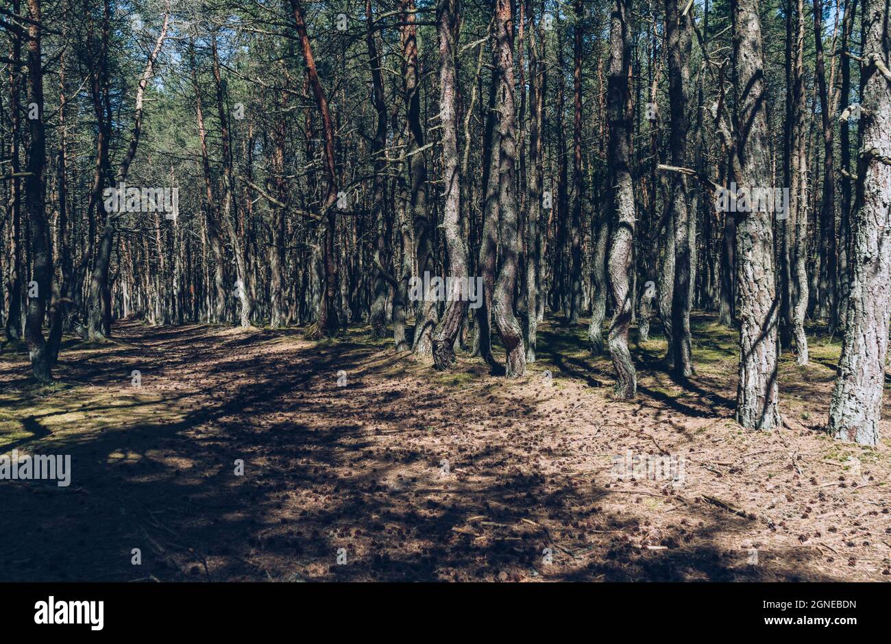 sentiero e vicolo vista della foresta danzante in giornata di sole allo spit curoniano Foto Stock
