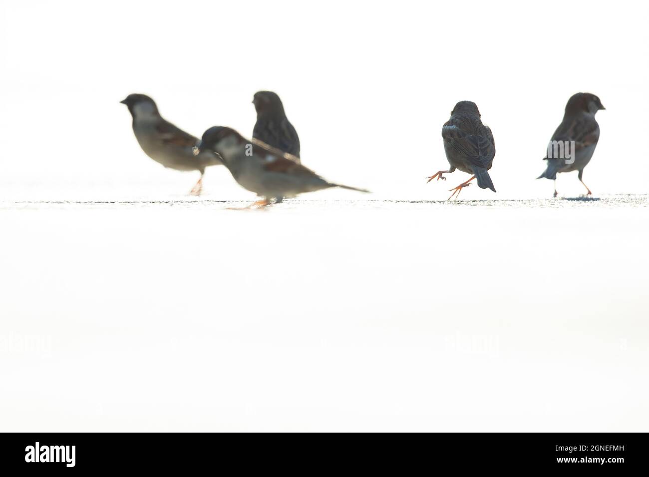 Un passero di casa (Passer domesticus) si è illuminato in nero sul livello della superficie. Foto Stock