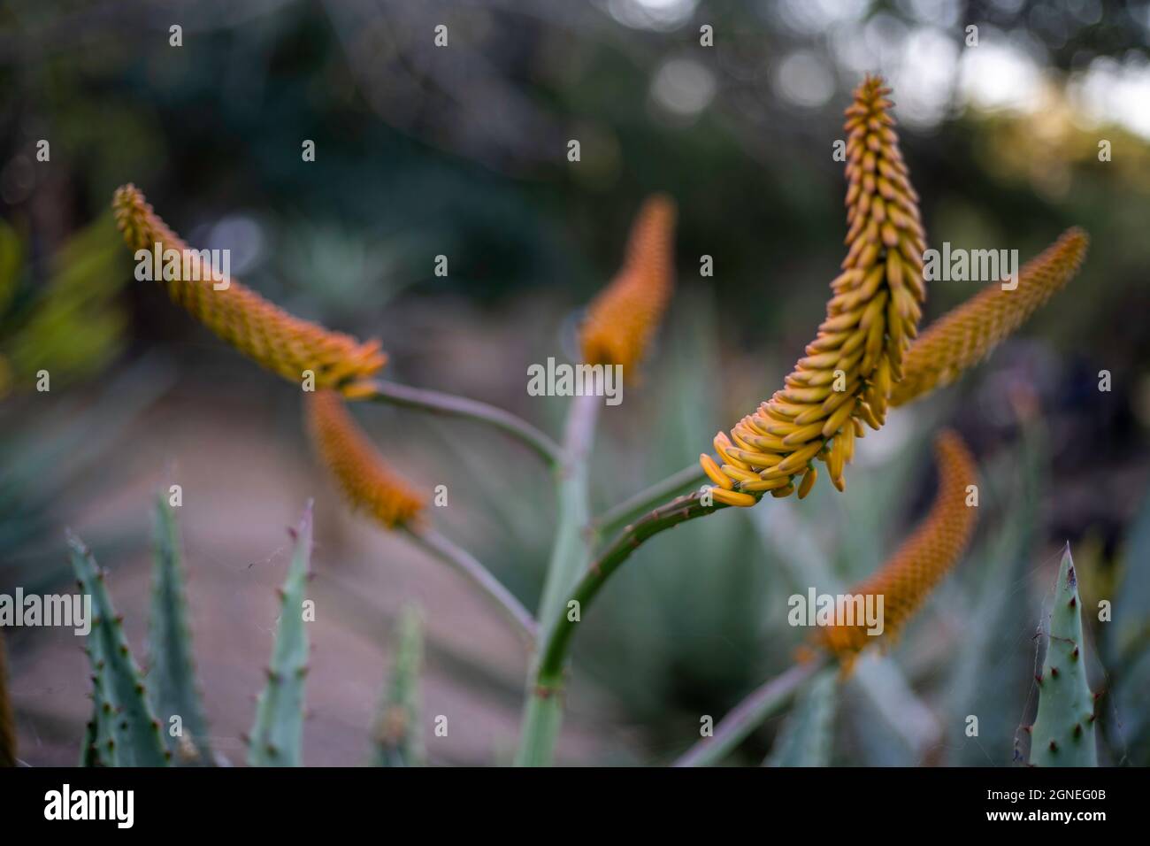 Fiore di aloe giallo in fiore nel Parco Kruger, Sudafrica. Gli aloe sono comunemente usati nei trattamenti naturali. Foto Stock