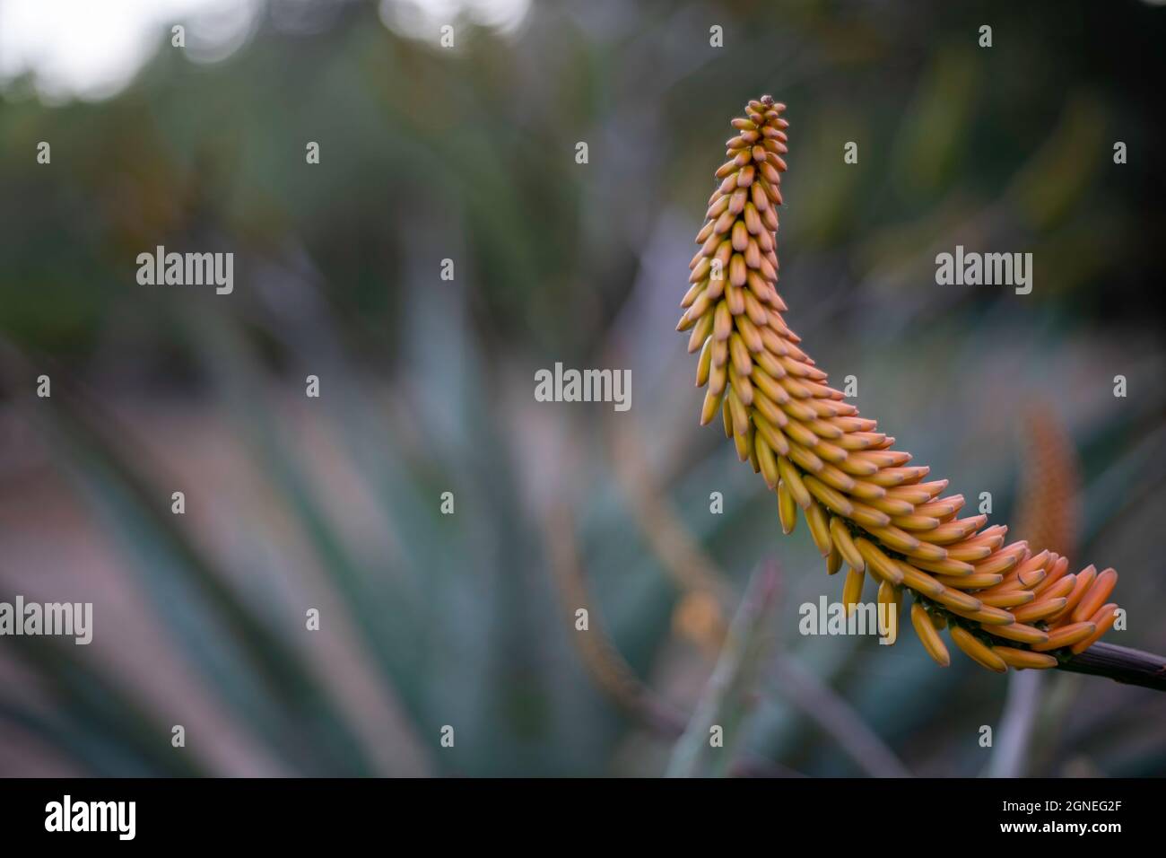 Fiore di aloe giallo in fiore nel Parco Kruger, Sudafrica. Gli aloe sono comunemente usati nei trattamenti naturali. Foto Stock