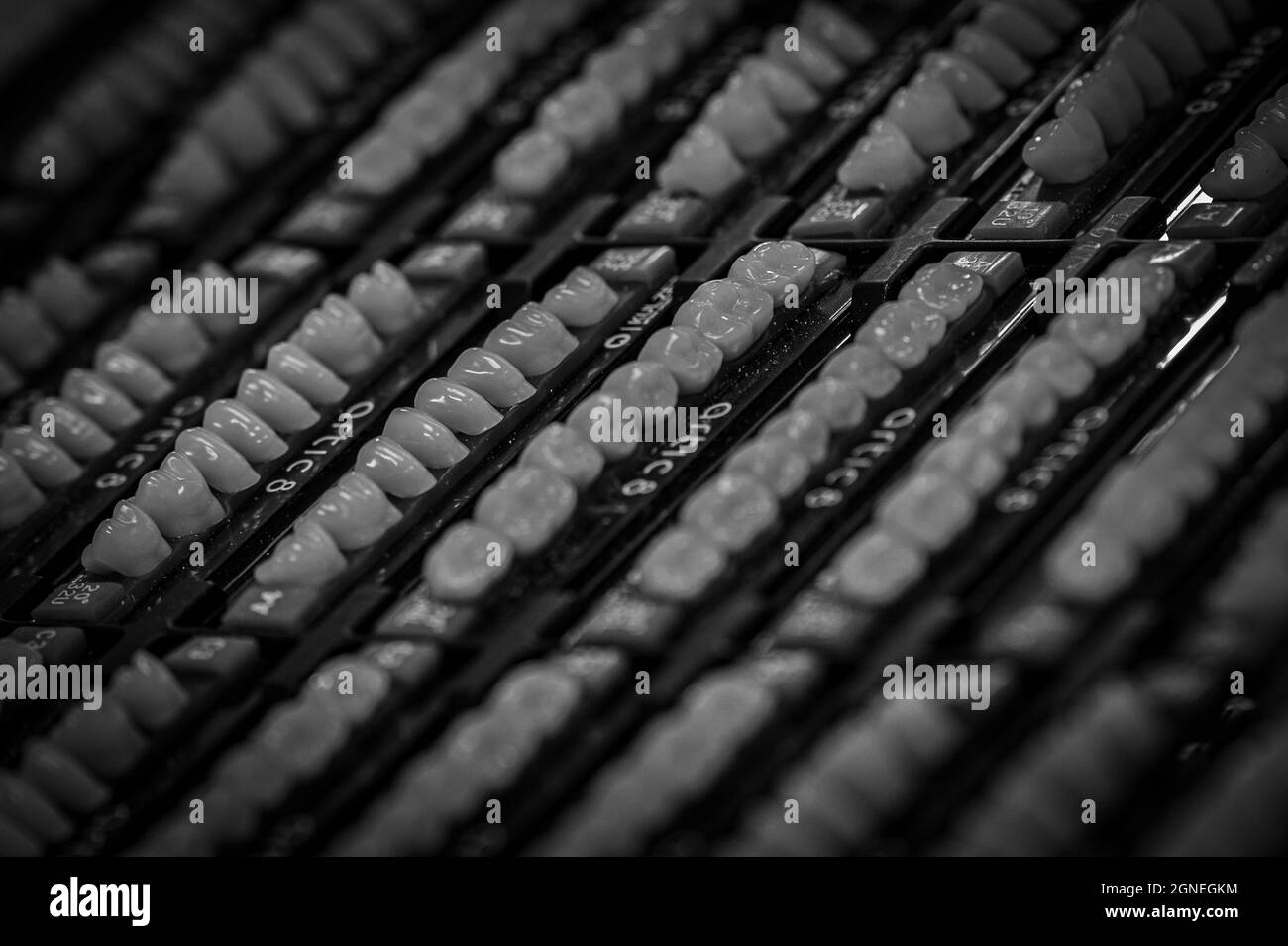 campioni di denti artificiali umani per un dentista per creare una sostituzione per i denti caduti Foto Stock