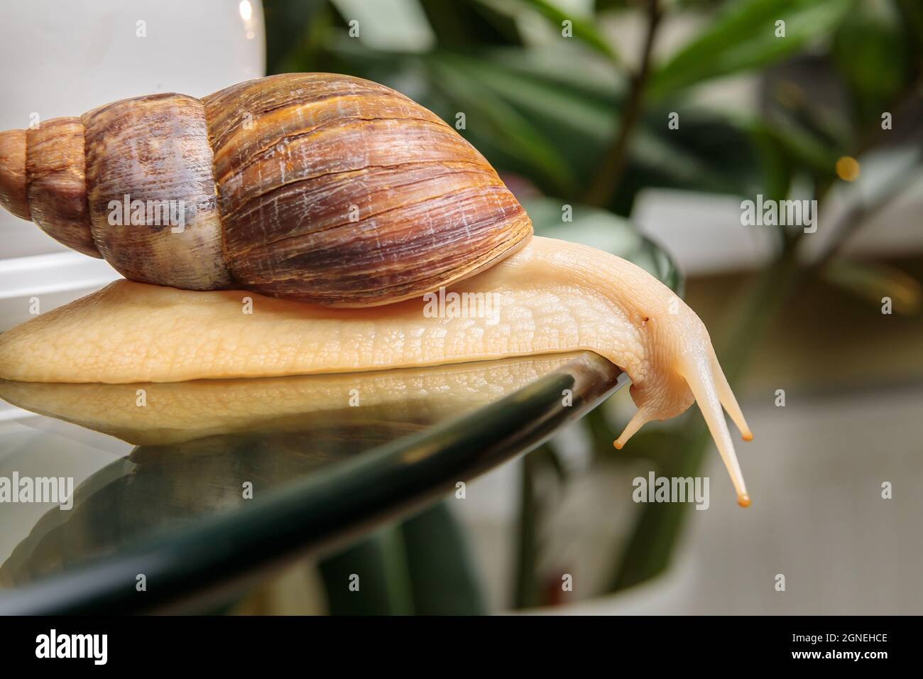 Una grande lumaca bianca striscia attraverso il tavolo di vetro, scuotendo le sue antenne. Primo piano. Foto Stock