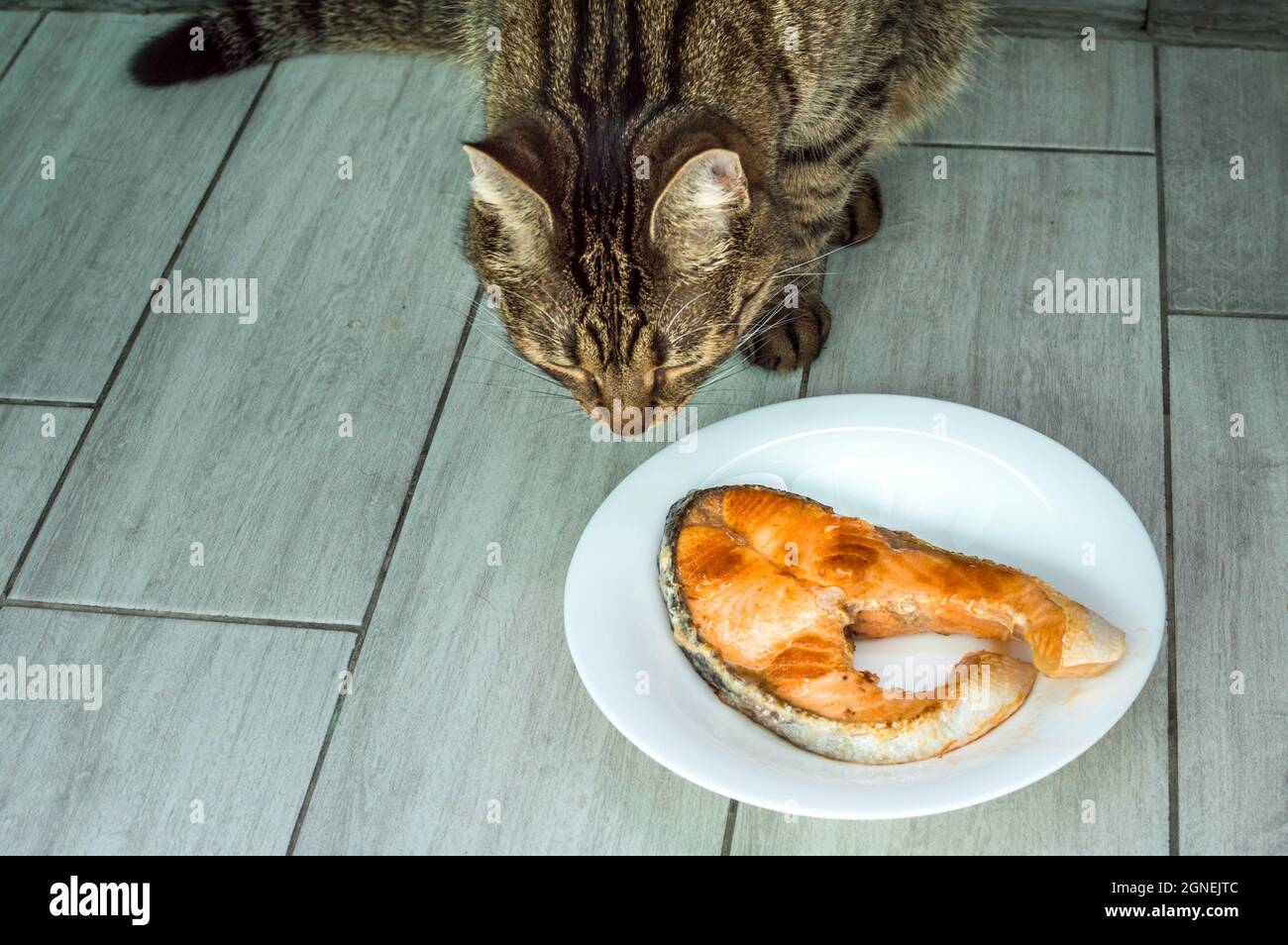 cat sta per mangiare trote di pesce fritte dal piatto Foto Stock