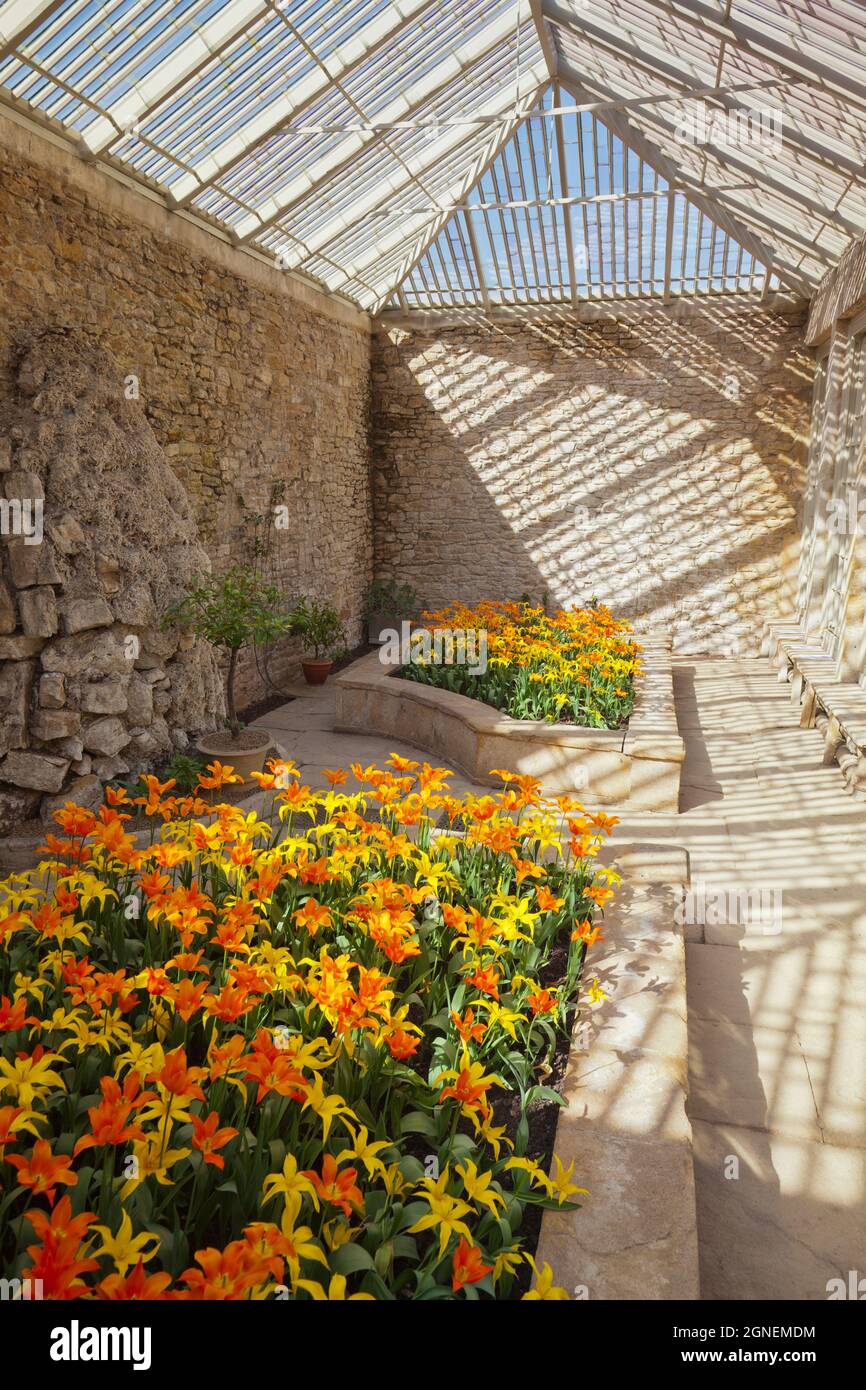 Una colorata mostra di tulipani primaverili nel giardino di Montacute House, un palazzo elisabettiano con giardino vicino a Yeovil, Somerset, Inghilterra, Regno Unito Foto Stock