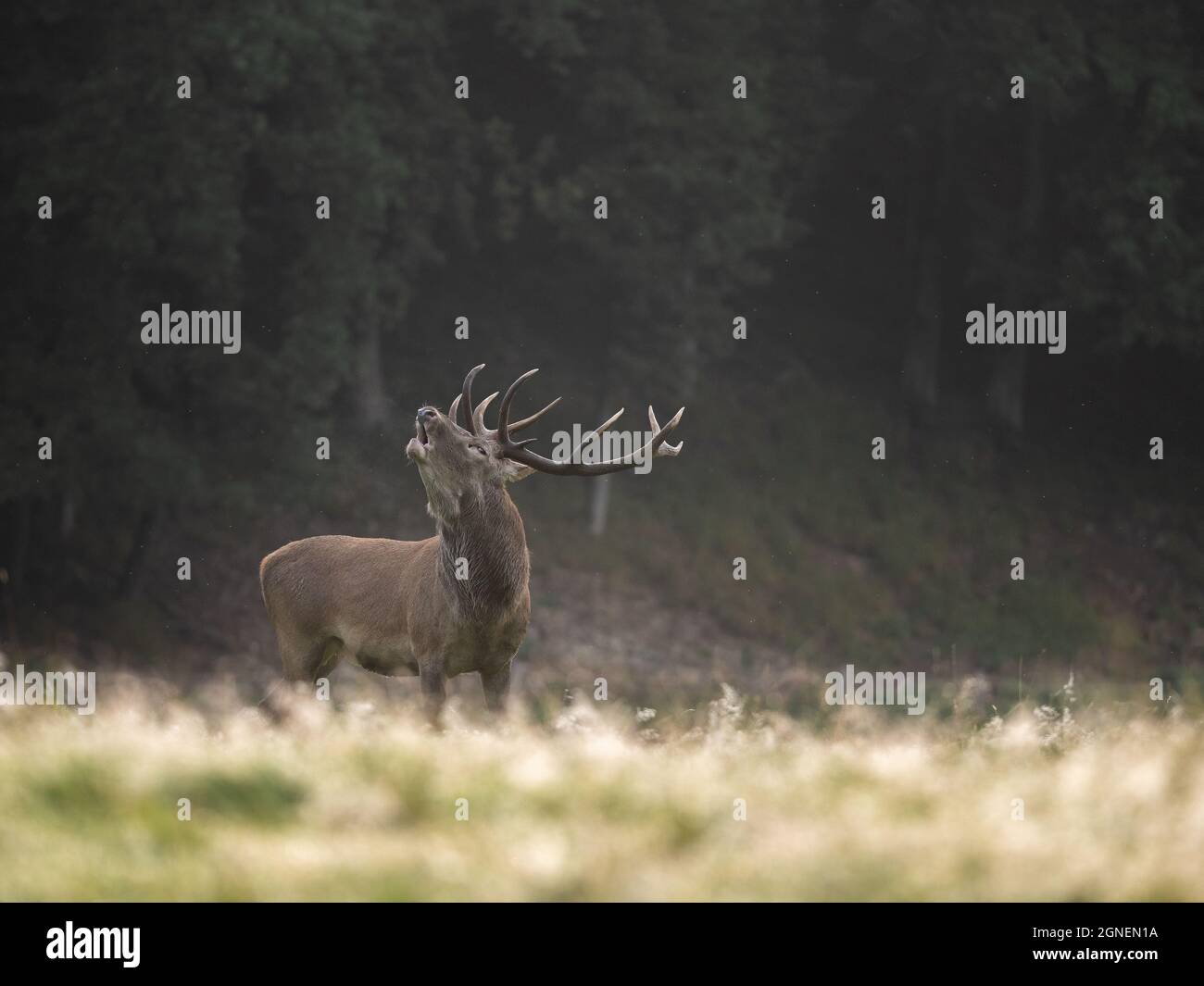 Cervo rosso durante la stagione di rutting Foto Stock