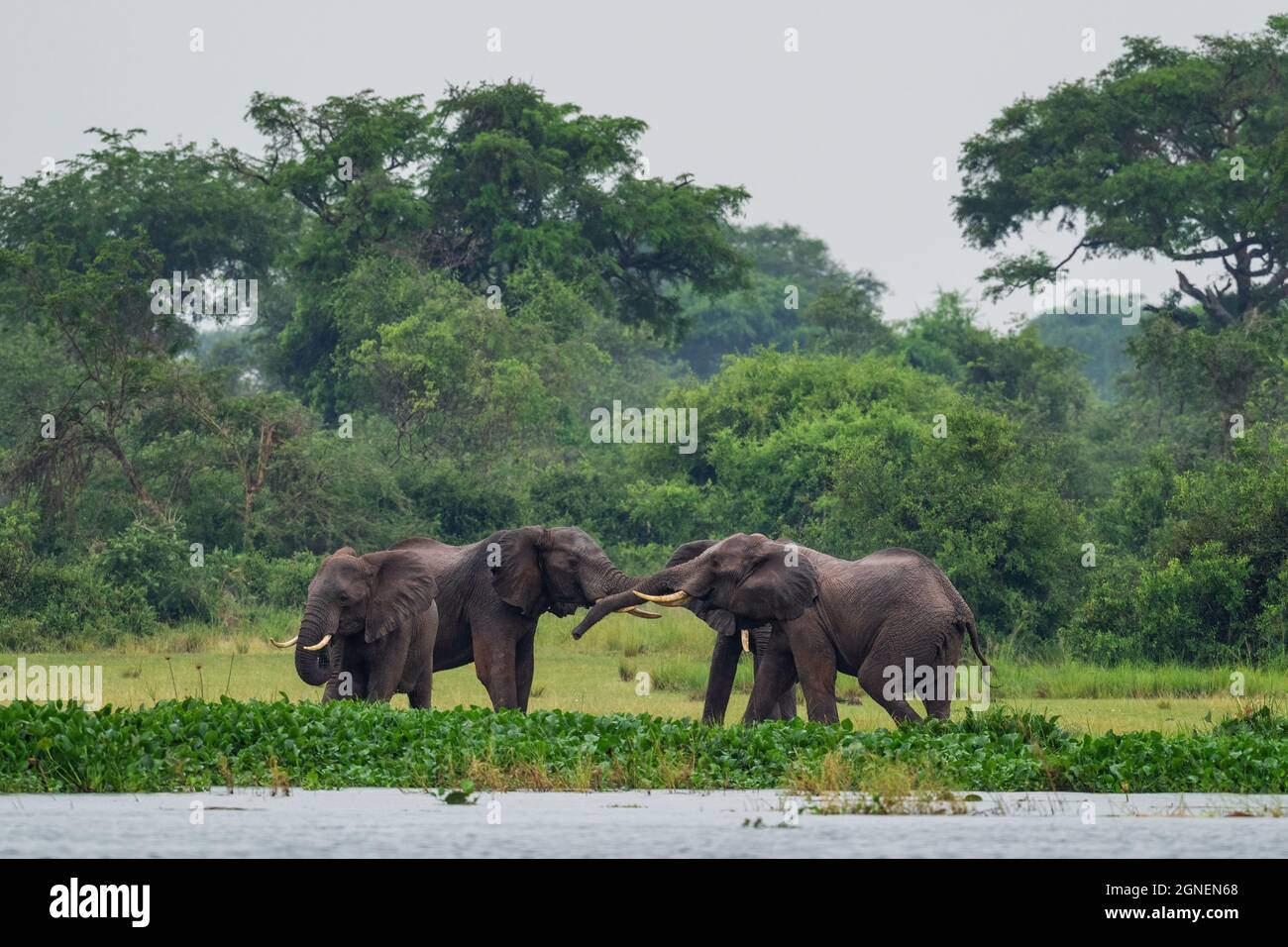 African Bush Elephant - Loxodonta africana, membro iconico dei Big Five africani, Murchison Falls, Uganda. Foto Stock