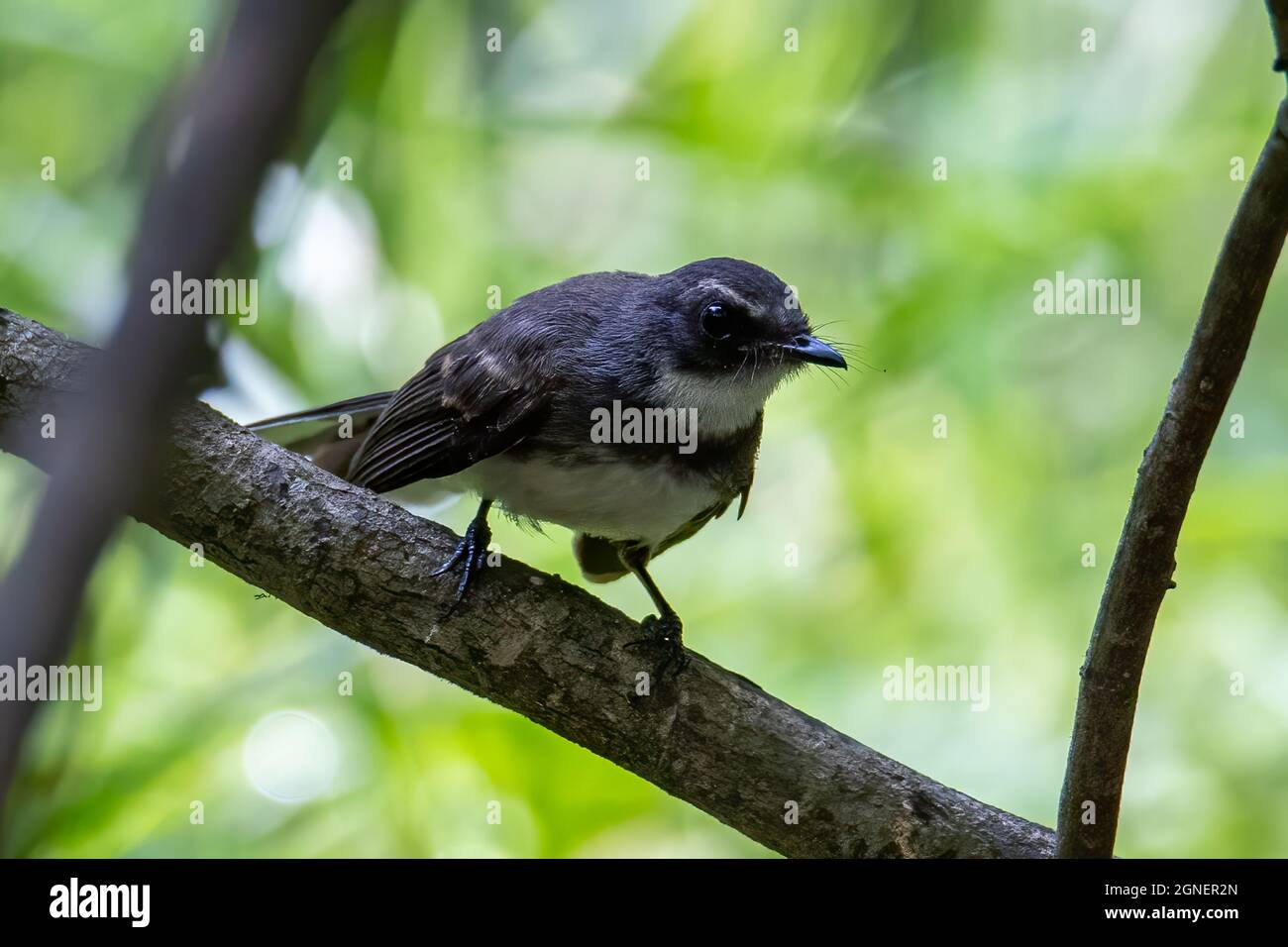 L'uccello fantail pied (rhipidura javanica) arroccato sul ramo Foto Stock