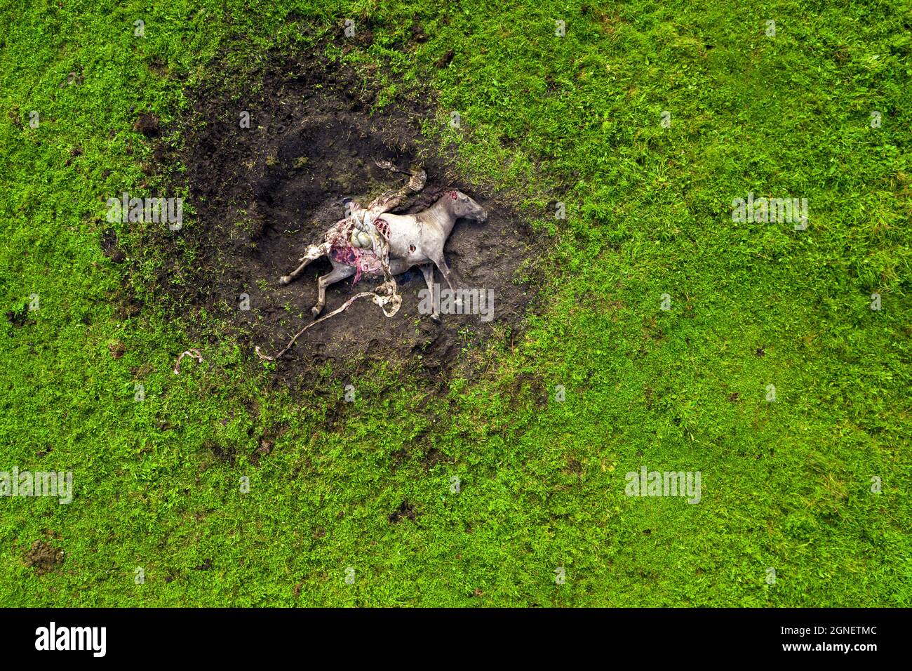 Foto drone di cavallo bianco morto ucciso e mangiato da uccelli predatori falco. Natura crudele. Triste scena di corpo lacerato di mostang selvaggio in via di estinzione con carne, intestino, stomaco, cervello che giacciono all'esterno. Ecologia Foto Stock