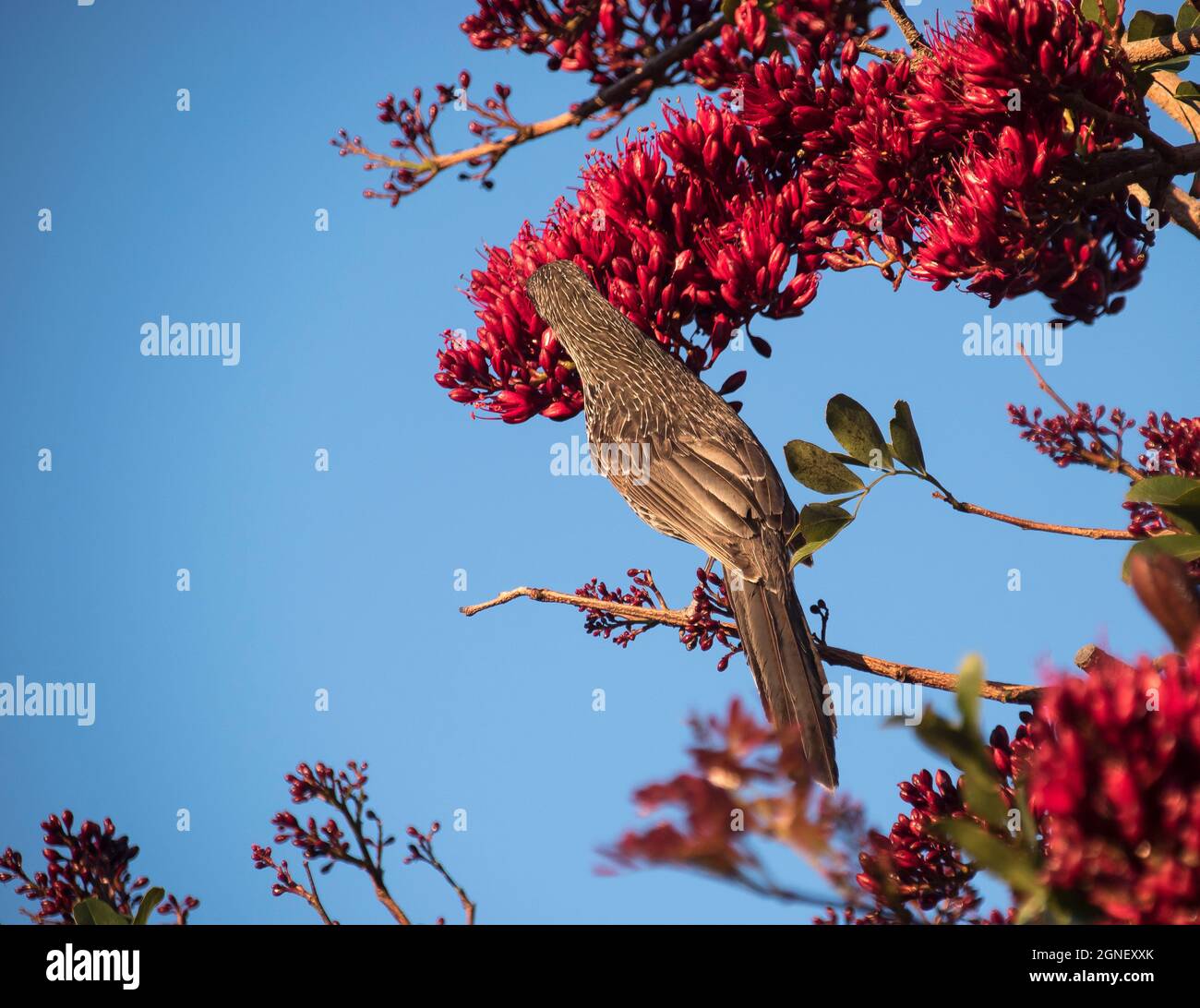 Indietro del piccolo wattlebird australiano, Anthochaera chrysoptera, alimentando su nettare di fiore rosso dell'albero di pappagallo di Drunken, giardino del Queensland. Foto Stock