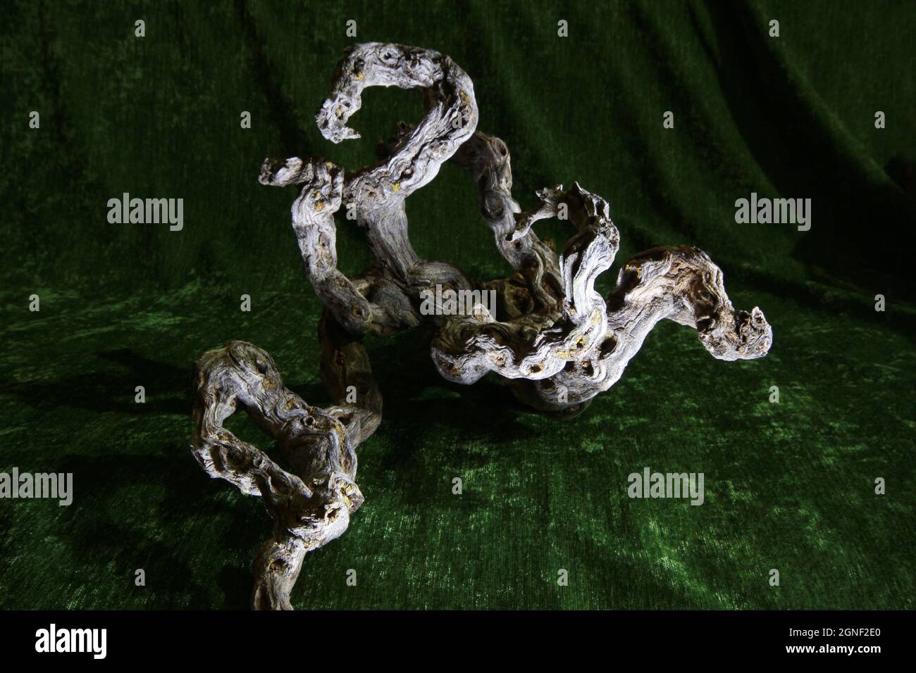 juniper albero radice moncone decorativo Foto Stock