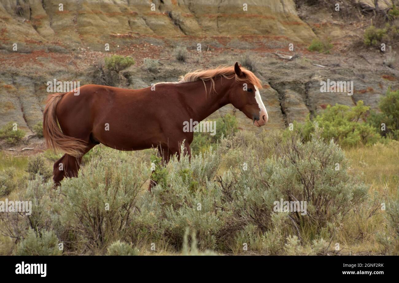 Cavallo di castagno selvatico ferallo con un blaze bianco sul viso nel Dakotas. Foto Stock
