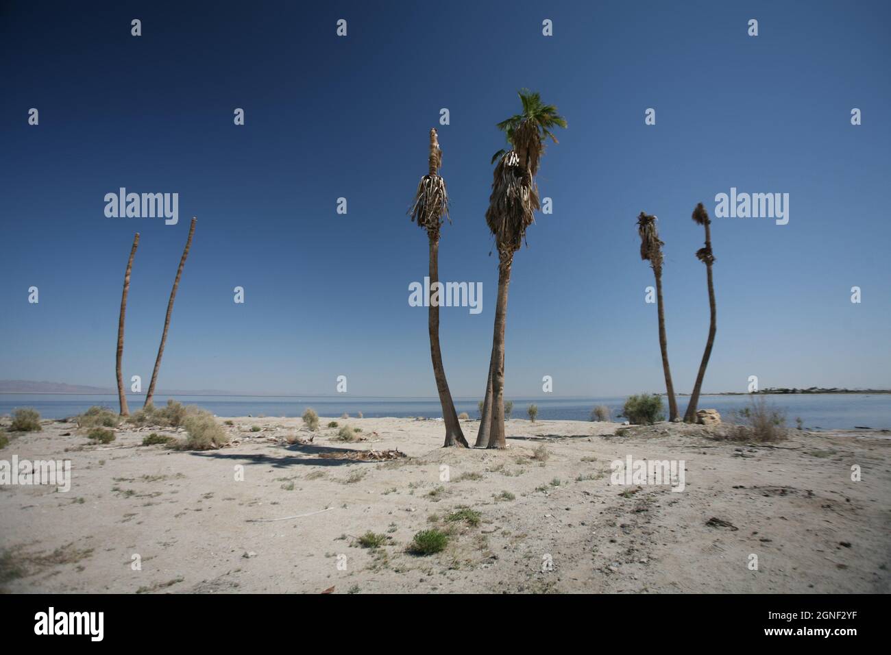 L'ascesa e la caduta del Salton Sea - un ecosistema unico nel sud della California. Foto Stock