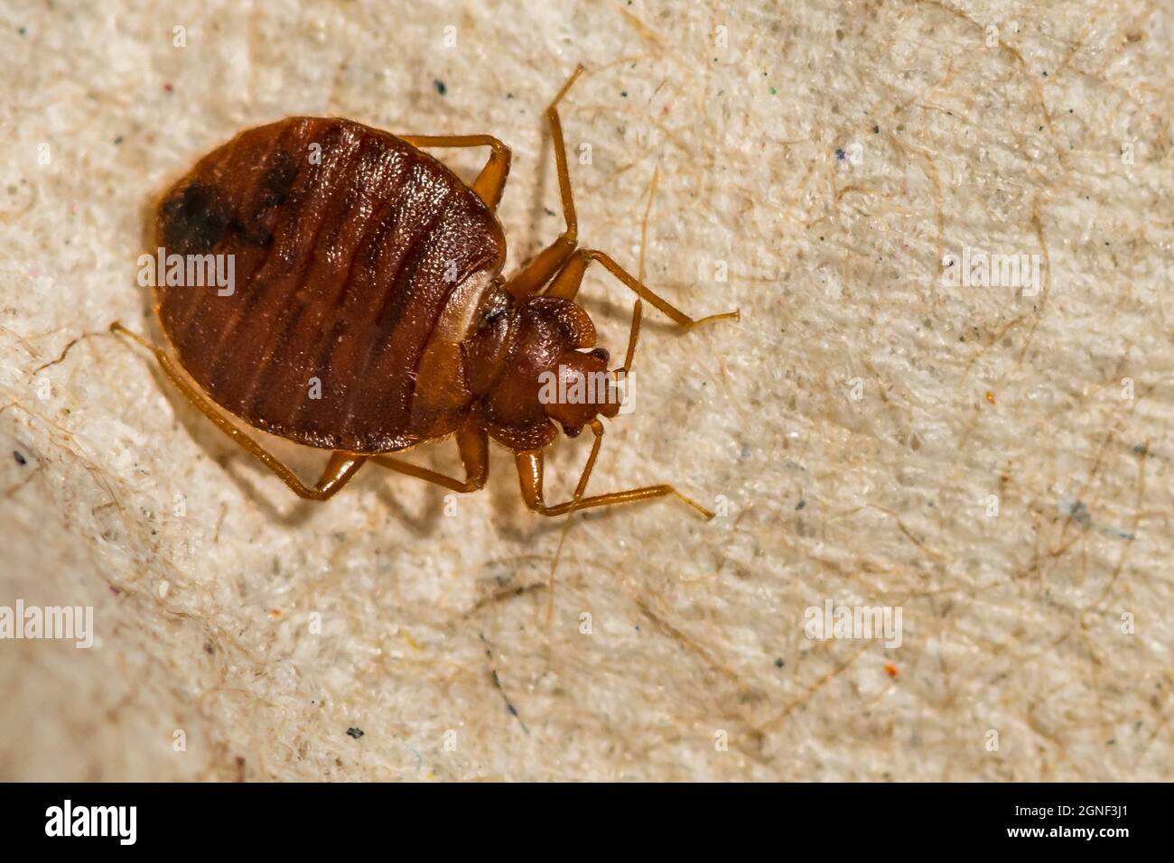 Bug letto femminile (Cimex lectularius) Foto Stock