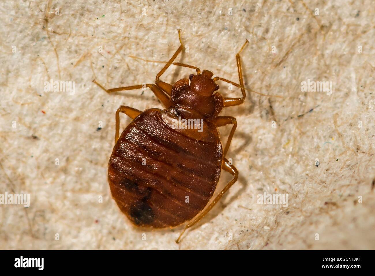 Bug letto femminile (Cimex lectularius) Foto Stock