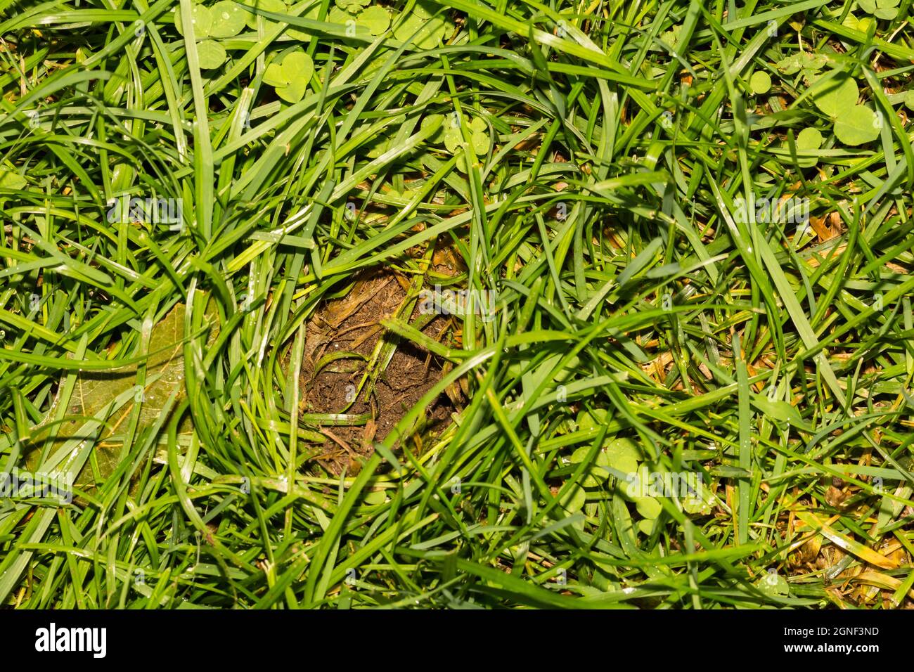 Foro tipico con erba vorticosa lasciata dietro da un'estirpazione Striped Skunk e sondare per cibo sul prato. Foto Stock