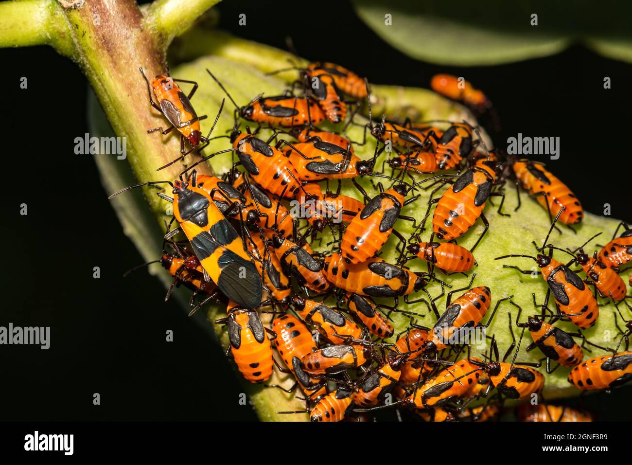 Bugs (Oncopeltus fasciatus) Foto Stock