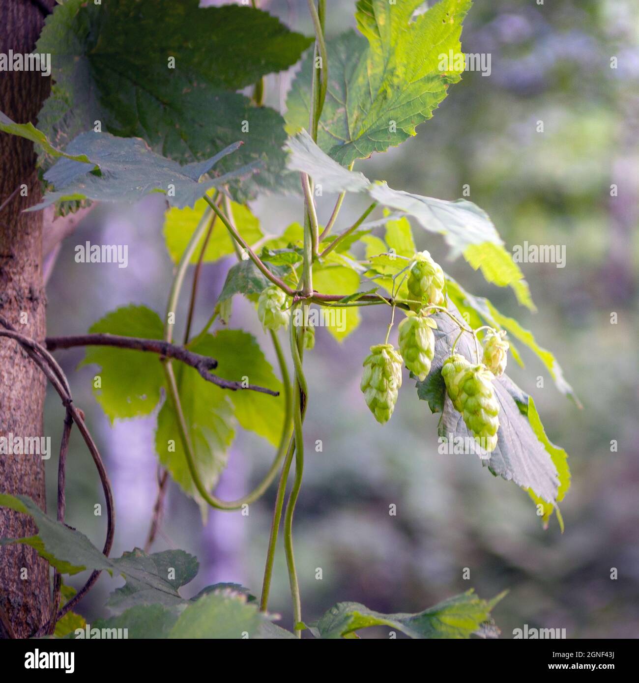 il luppolo selvatico cresce su un albero Foto Stock