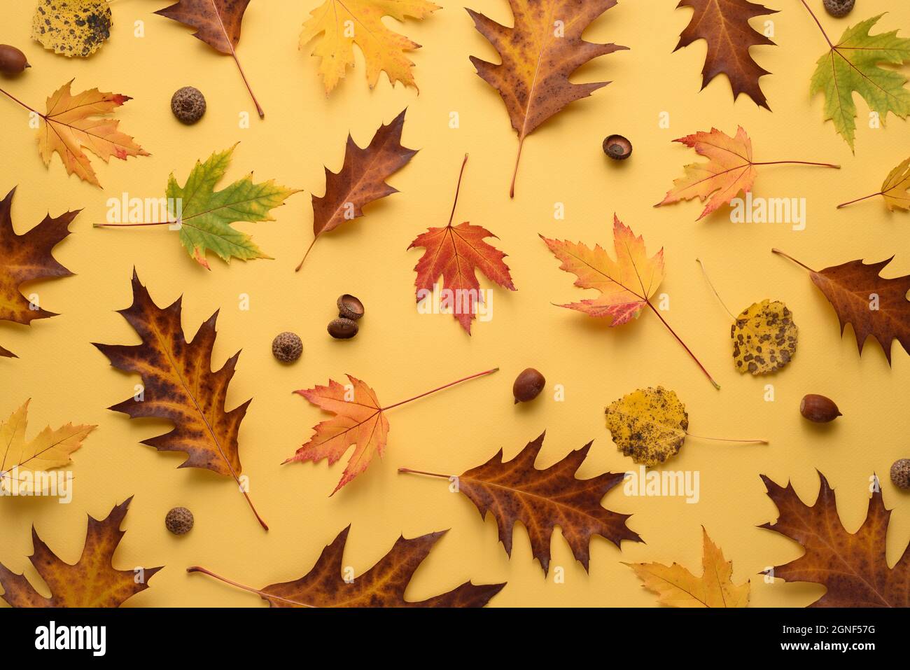 Modello autunnale di foglie cadute su sfondo giallo Foto Stock