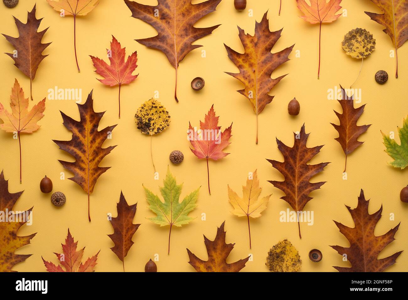 Modello autunnale di foglie e ghiande cadute su sfondo giallo. Composizione di erbario Foto Stock