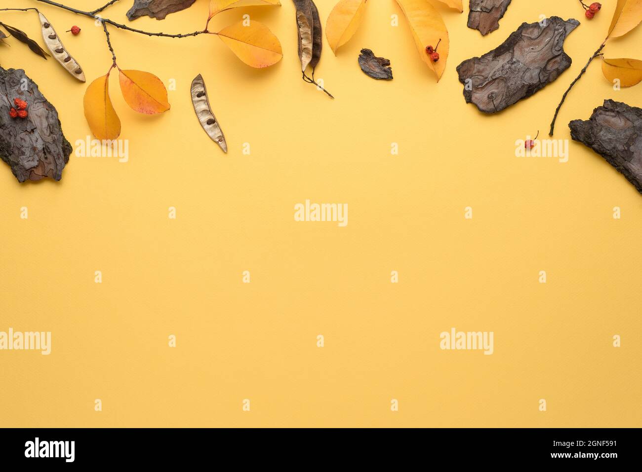 Sfondo giallo autunno con una cornice di foglie cadute e erbario Foto Stock