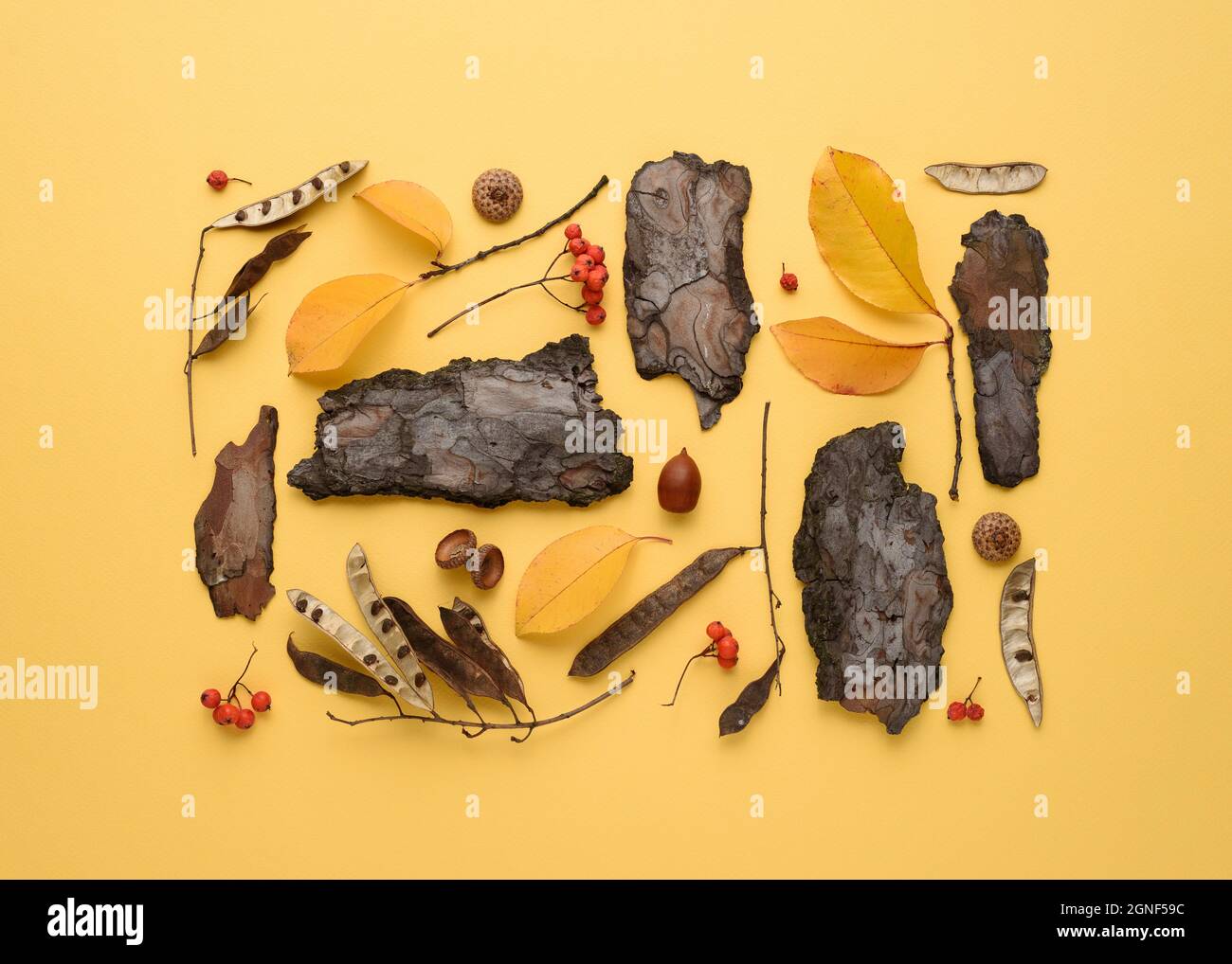 Carta d'autunno con piatto di pezzi di corteccia d'albero e caduti foglie secche su sfondo giallo Foto Stock