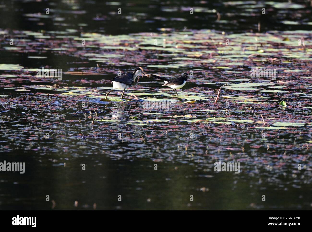 Comb crested Jacana nella Sunshine Coast, Queensland, Australia Foto Stock