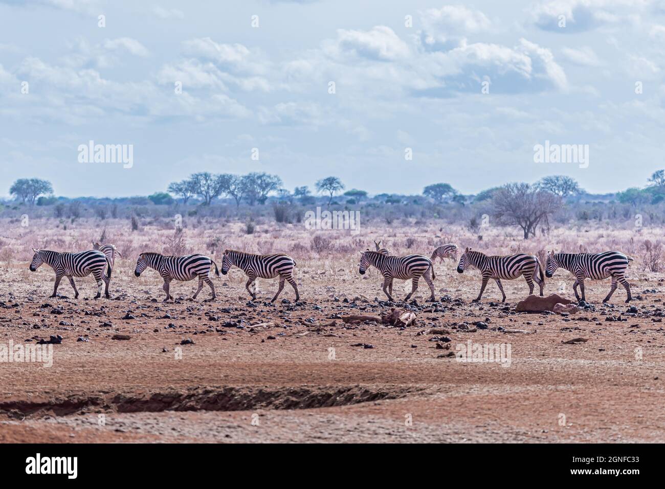 Zebre camminando in linea retta Foto Stock